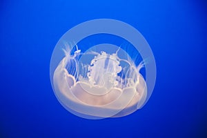Jellyfish in the Blue