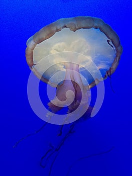 Jellyfish on blue background