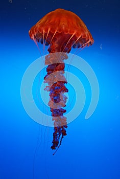 Jellyfish on blue background