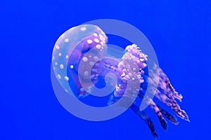 Jellyfish on blue background, close up, detail