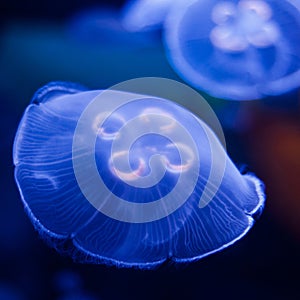 Jellyfish in Blue