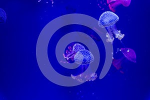 Jellyfish in blue light