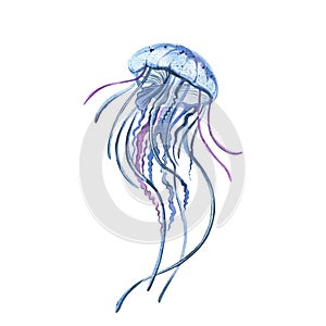 Jellyfish with blue and lilac palpus isolated on white background. Watercolor hand drawing illustration. Art for design photo