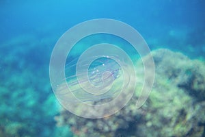 Jellyfish in blue sea water. Underwater photo of marine animal. Coral reef inhabitant. Transparent jelly fish