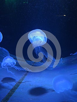 Jellyfish