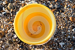 Jellyfish in a bucket