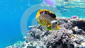 Jellyfish and Butterfly Yellow Fish Floating in Red Sea near the Coral Reef. Egypt.