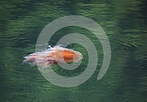 Jellyfish in calm water