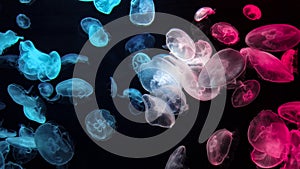 Jellyfish changes colours under fluorescent illumination