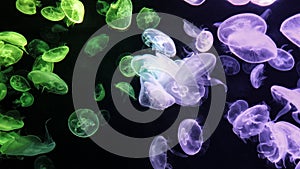 Jellyfish changes colours under fluorescent illumination