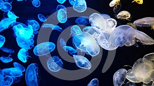 Jellyfish changes colours under fluorescent illumination