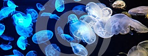 Jellyfish changes colours under fluorescent illumination