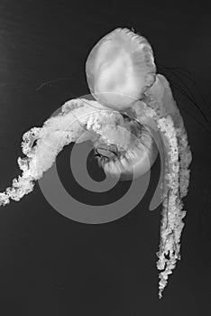 Jellyfish Chrysaora fuscescens or Pacific sea nettle in ocean water in black and white