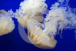 Jellyfish close up