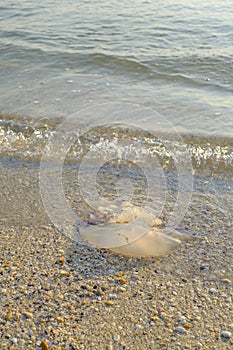 A jellyfish closeup on the beach in sunlight across the sea and sunrise sky. Marine animals