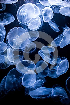 Jellyfish