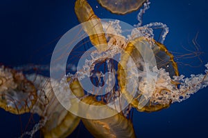 Jellyfish closeups in the dark