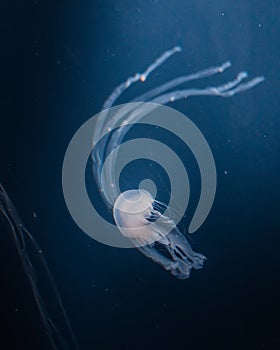 Jellyfish closeups in the dark