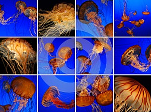 Jellyfish collage