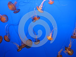 Jellyfish