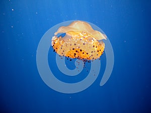 Jellyfish Cotylorhiza tuberculata