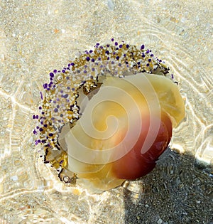 Jellyfish Cotylorhiza tuberculata