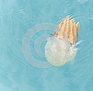 Jellyfish cups