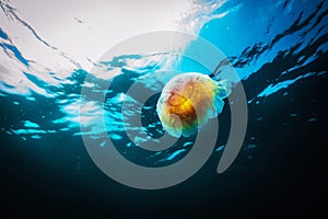 Jellyfish, Cyanea capillata in sea. photo