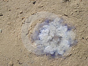 The jellyfish Cyanea lamarckii on the mudflat photo