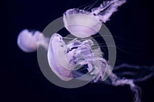 The Jellyfish Dance