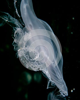 Jellyfish in the dark blue atlantic ocean