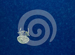Jellyfish on a dark blue background with glowing plankton. Space