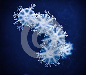 Jellyfish in the dark water