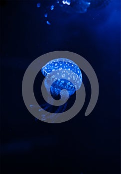 Jellyfish in the dark water with lights