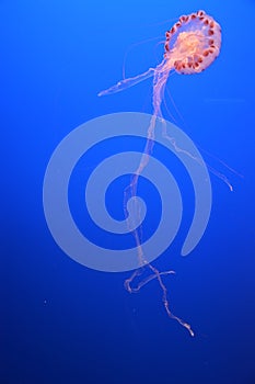 Jellyfish at the deep blue ocean