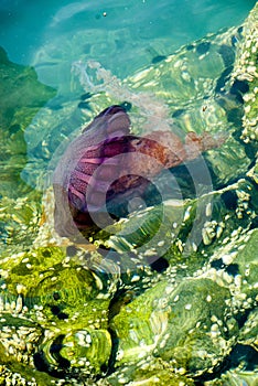 Jellyfish in a deep blue ocean