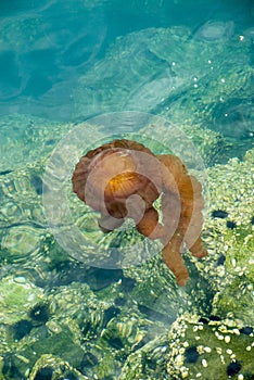 Jellyfish in a deep blue ocean