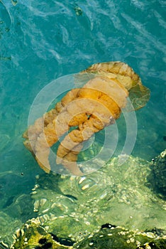 Jellyfish in a deep blue ocean