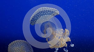 Jellyfish in the deep blue ocean with bright illuminance