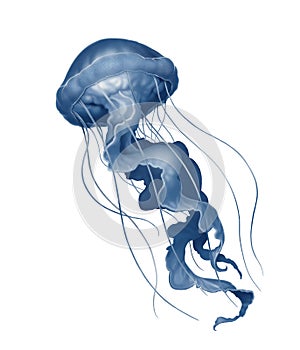 Jellyfish deep sea poisonous illustration realism isolate. photo