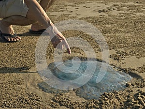 A jellyfish is discovered on a beach in Mediterranean ocean beach nearly seaside resort.