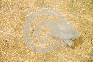 Jellyfish eared aurelia in shallow water near the coastal beach