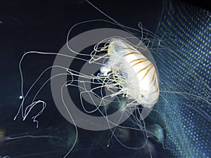 Jellyfish