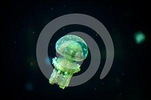 Jellyfish floating in the aquarium