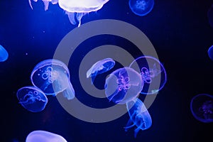 Jellyfish floating in dark waters illuminated by blue light