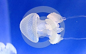 Jellyfish floating underwater