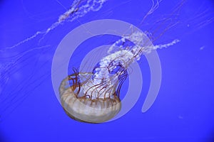 Jellyfish floating in water, beautiful and colorful jellyfish underwater landscape