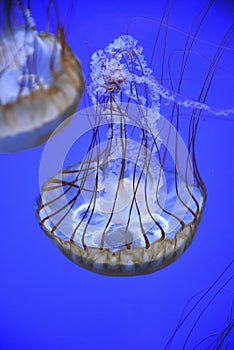 Jellyfish floating in water, beautiful and colorful jellyfish underwater landscape