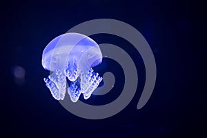 Jellyfish floating in water tank at aquarium