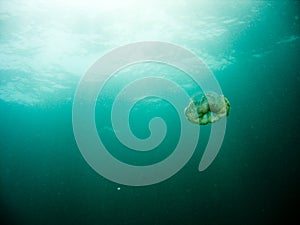 Jellyfish flows over the ocean